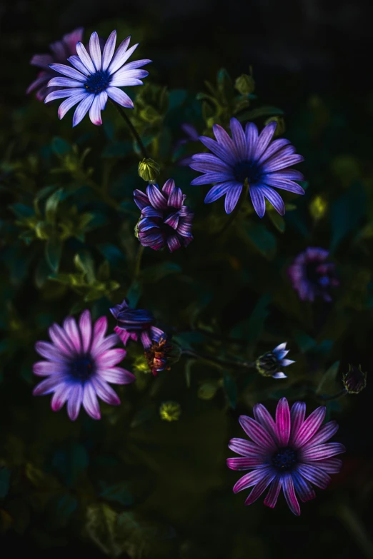 close up of a group of purple flowers