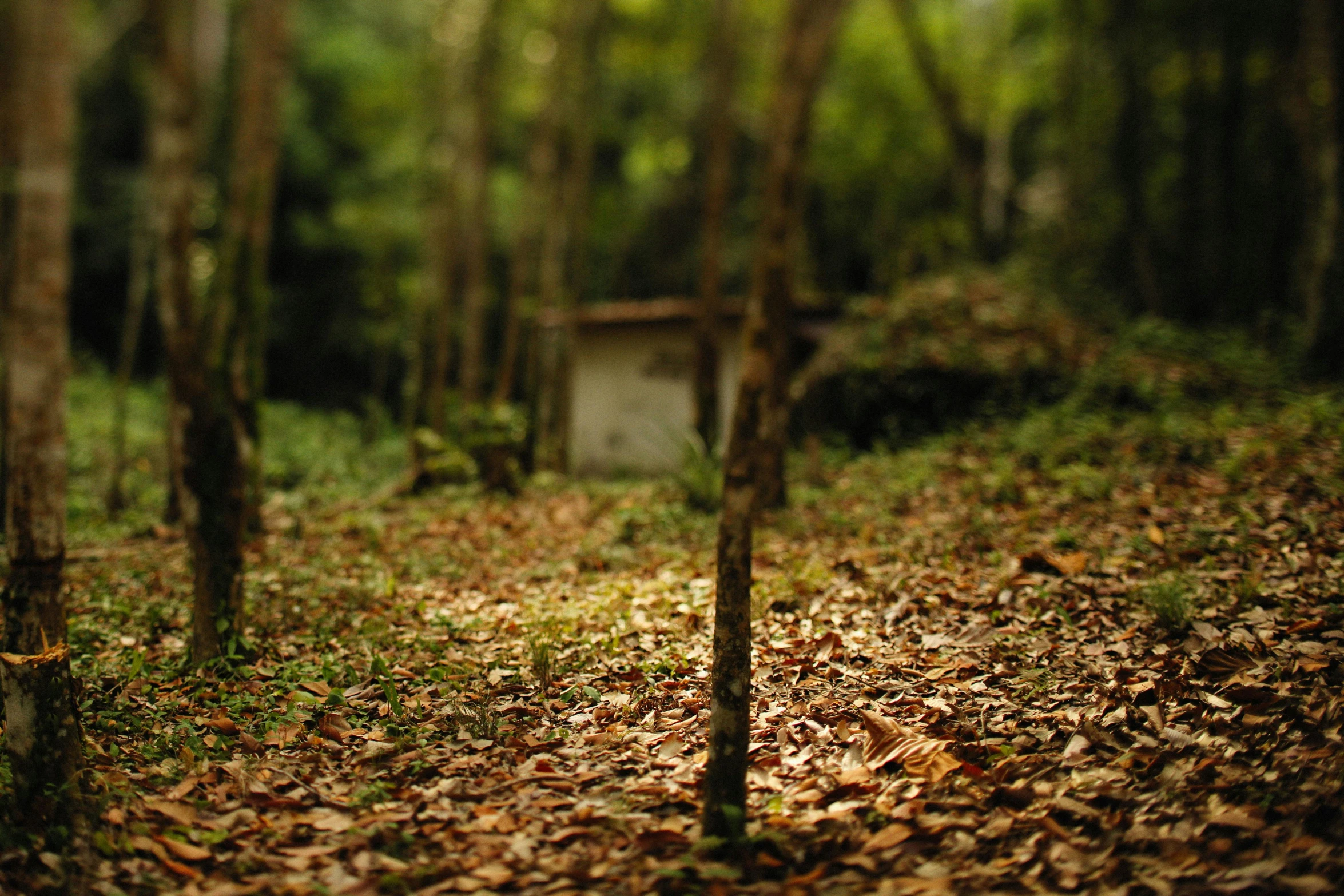 small shed in a wooded area with lots of leaves