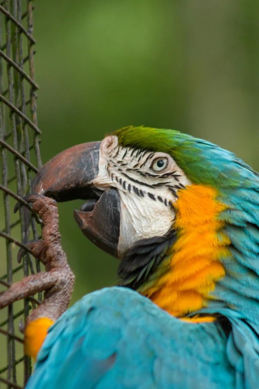 a parrot perched on the top of a bird feeder