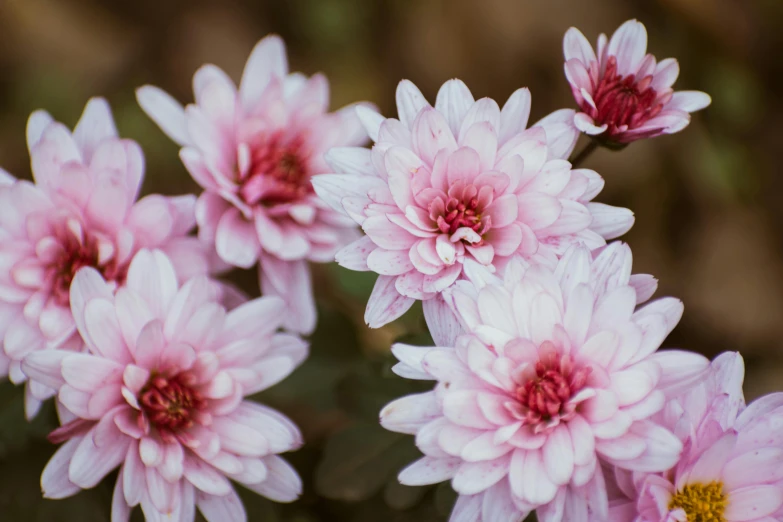 pink flowers with red centers sit in an open field