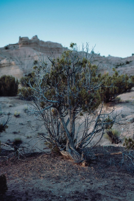 a very tall tree sitting in the middle of a desert