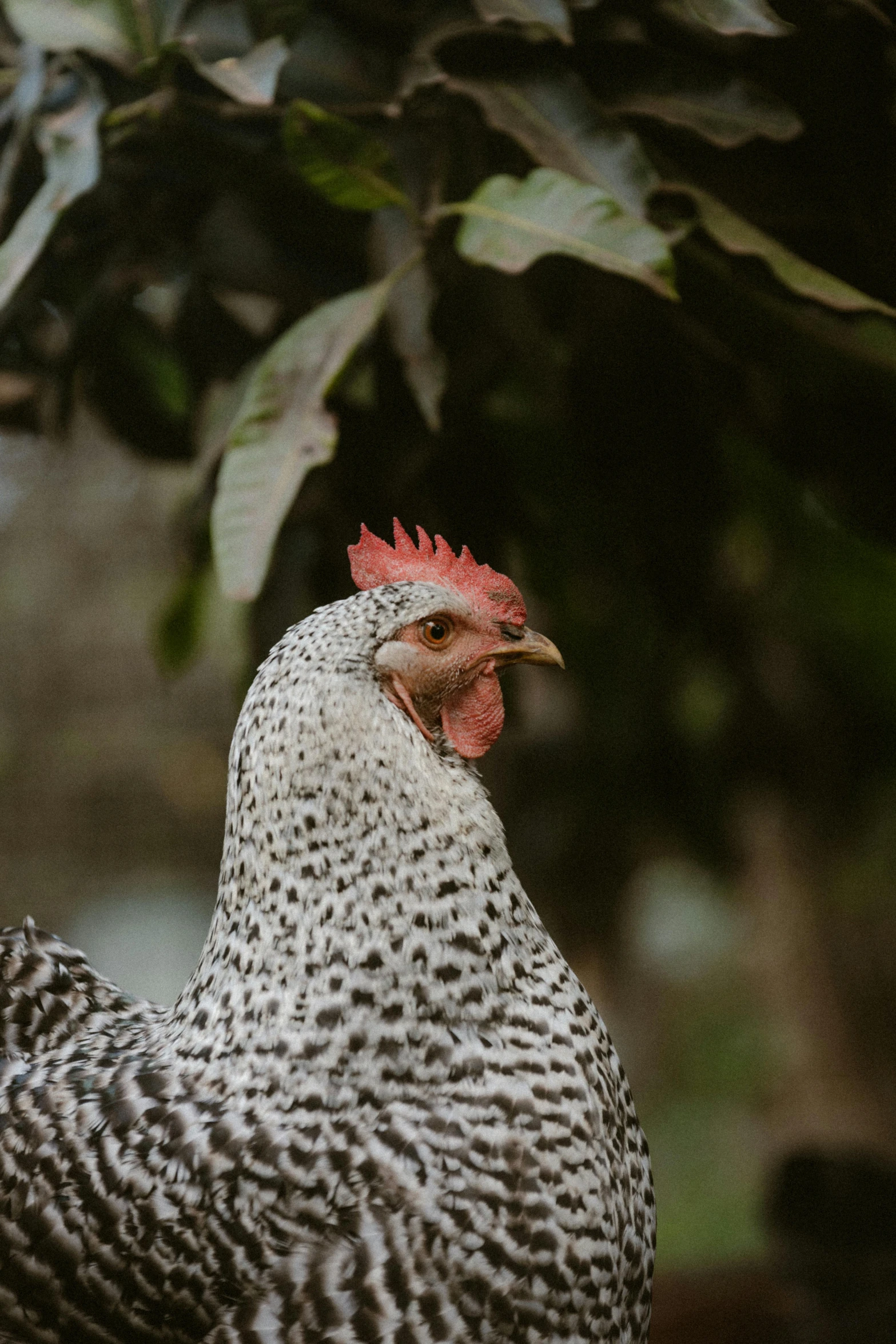 the rooster is standing under the tree and looking at soing