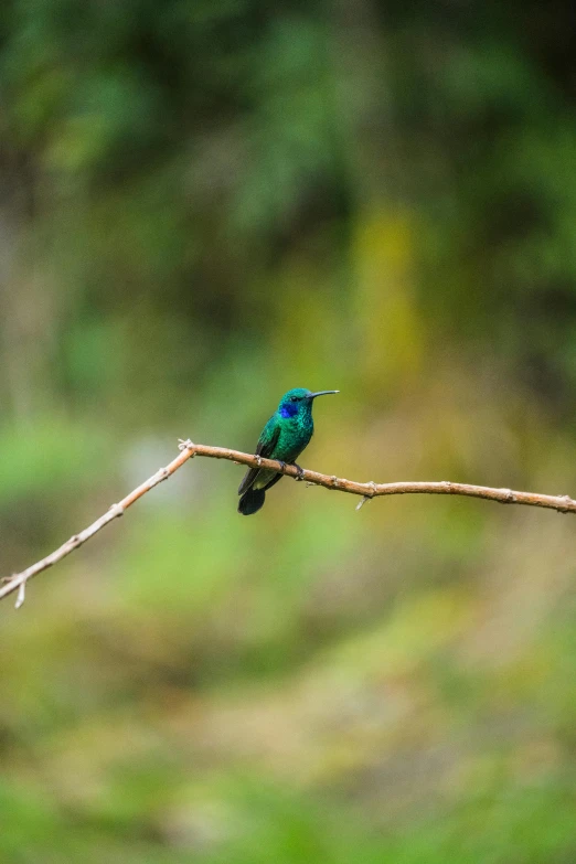 a small bird sitting on top of a twig