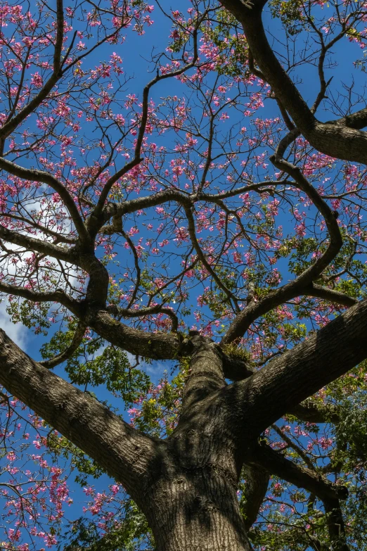 the canopy of a tall tree with purple flowers