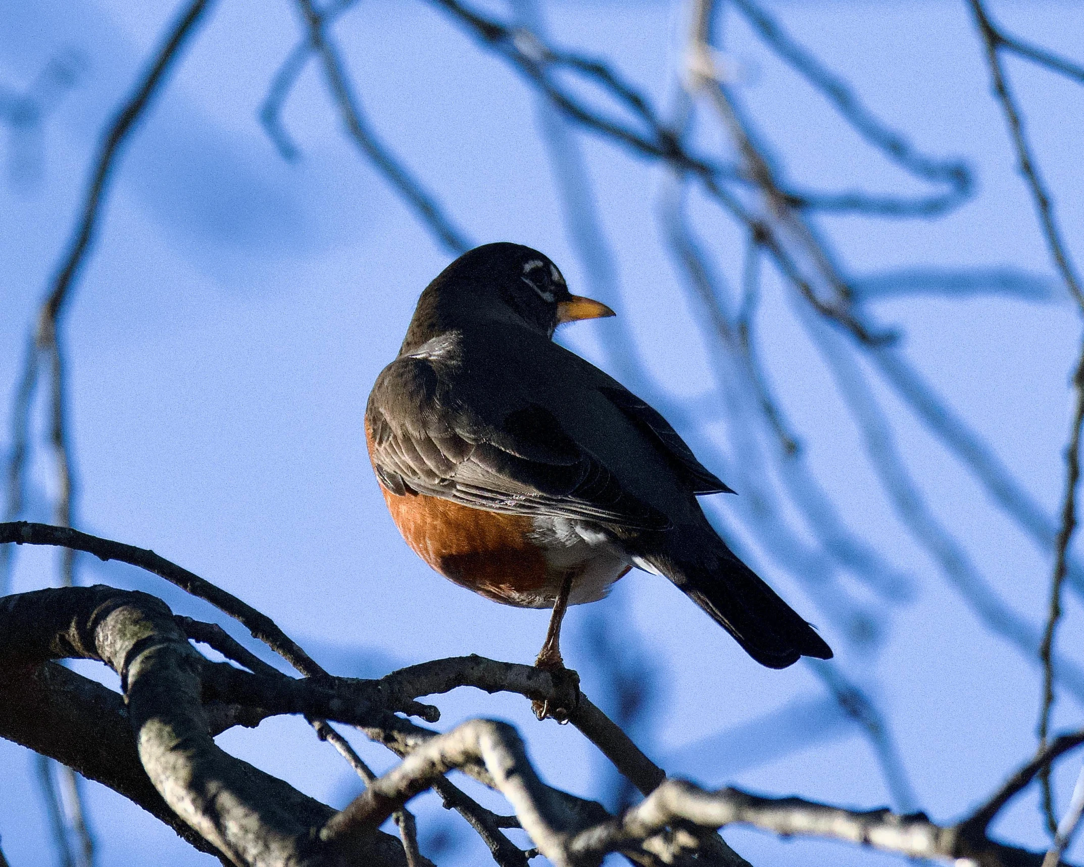 a bird perched on top of a tree nch