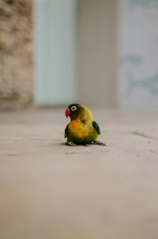 a small bird sitting on the ground next to a building