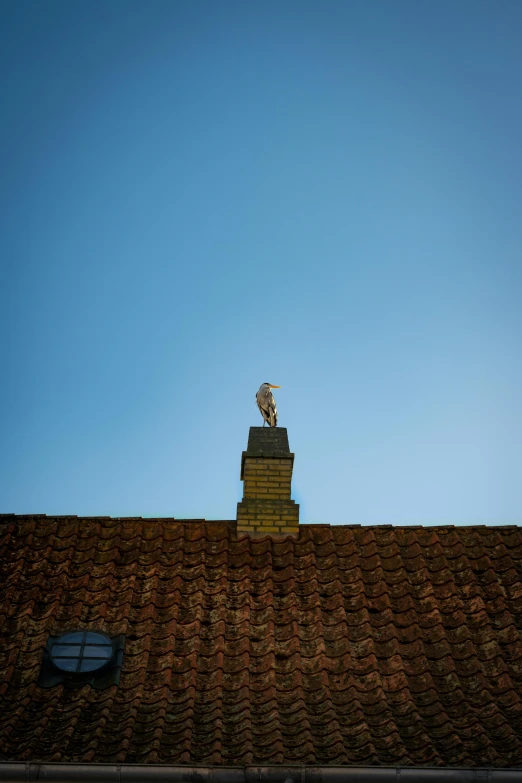 a white bird sitting on the top of a roof
