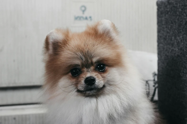 a dog sits outside next to a wall