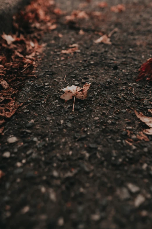 a small leaf lies on the ground