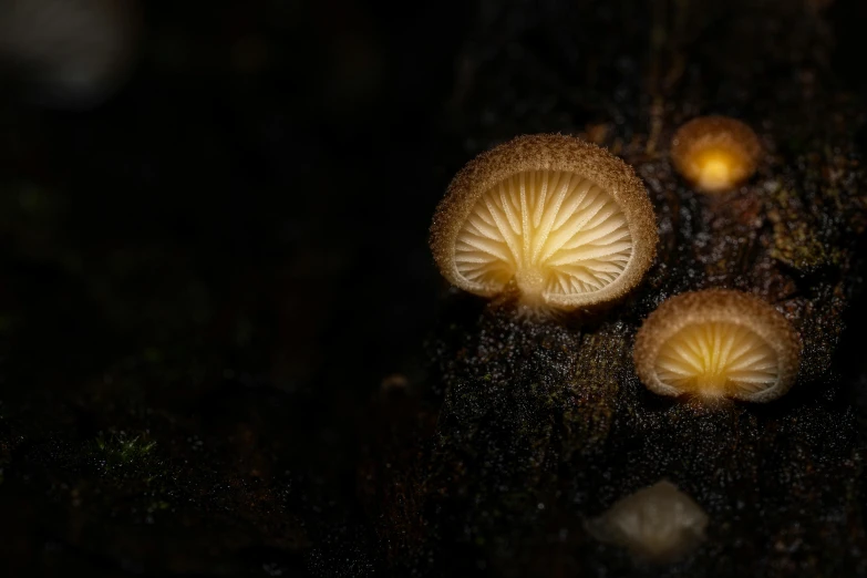 there are three mushrooms and two are in the dark