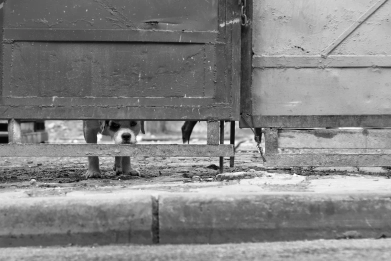 black and white po of dog sitting behind a metal structure