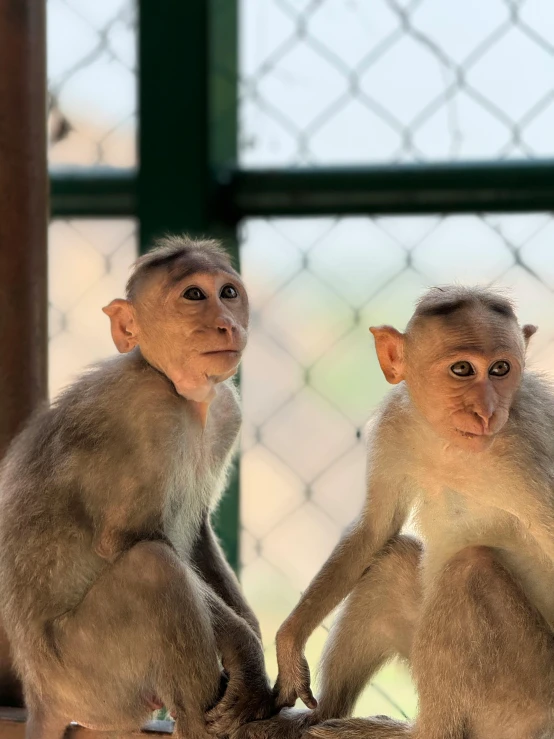 two monkey species sitting next to each other behind bars