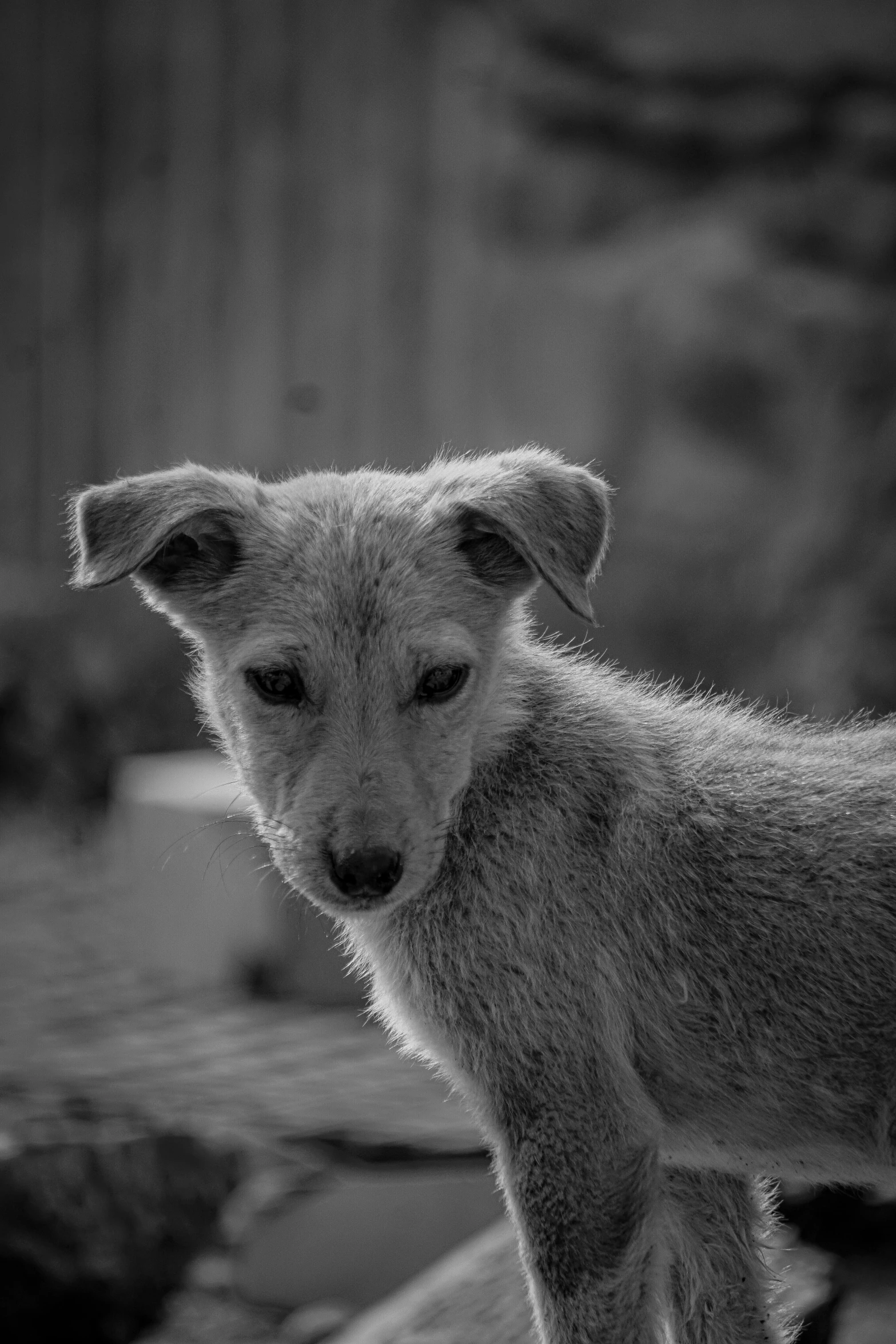 a little puppy standing up with its eyes closed