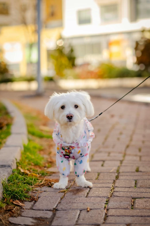 a dog tied to a leash by its owner