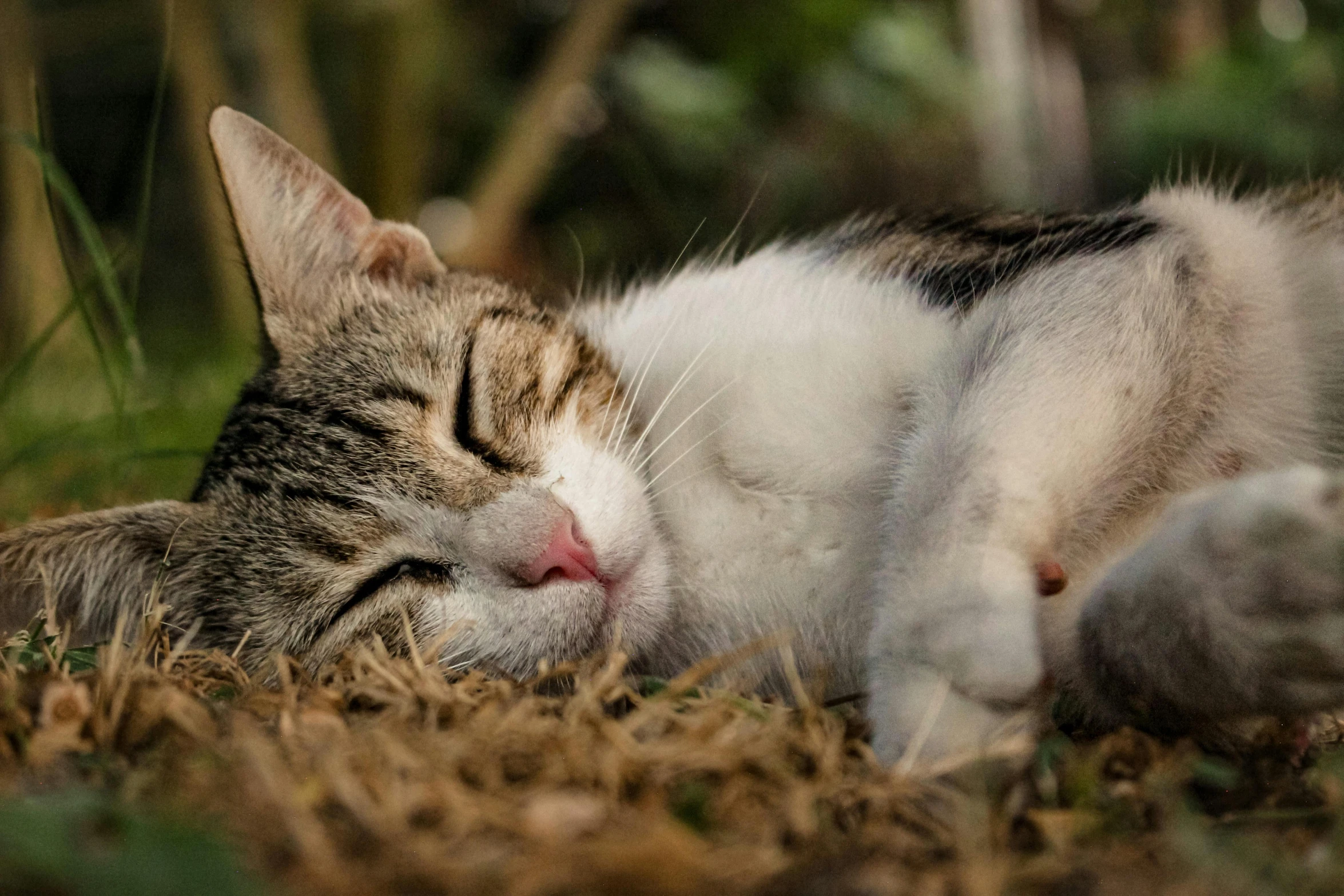 a cat sleeping in the grass on its side