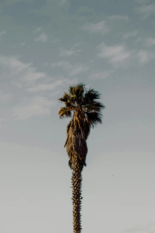 a very tall palm tree standing next to a building