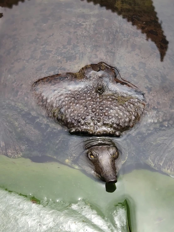 a large brown animal with a white spot