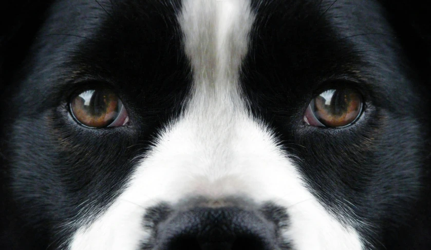 a closeup of a dog's face with yellow eyes