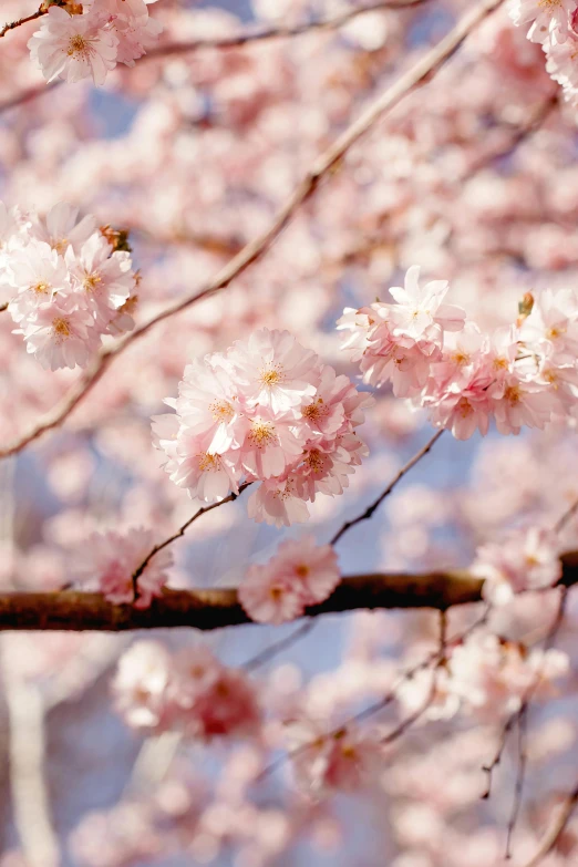 pink blossoms bloom in the sky against a blue sky