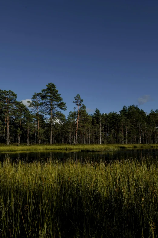 some green grass trees and a blue sky