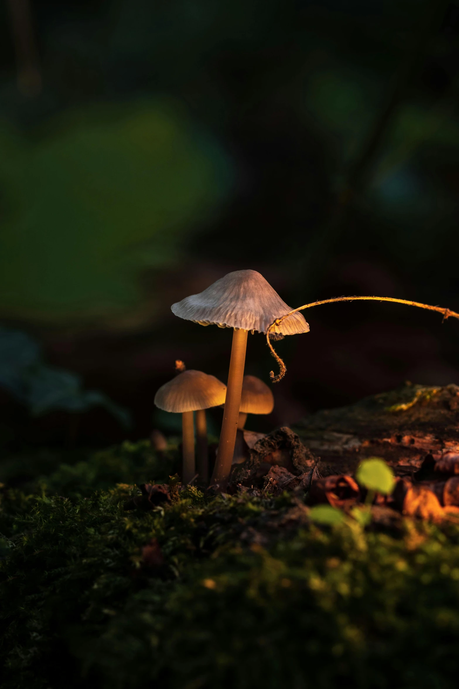 some mushrooms in the forest by some rocks