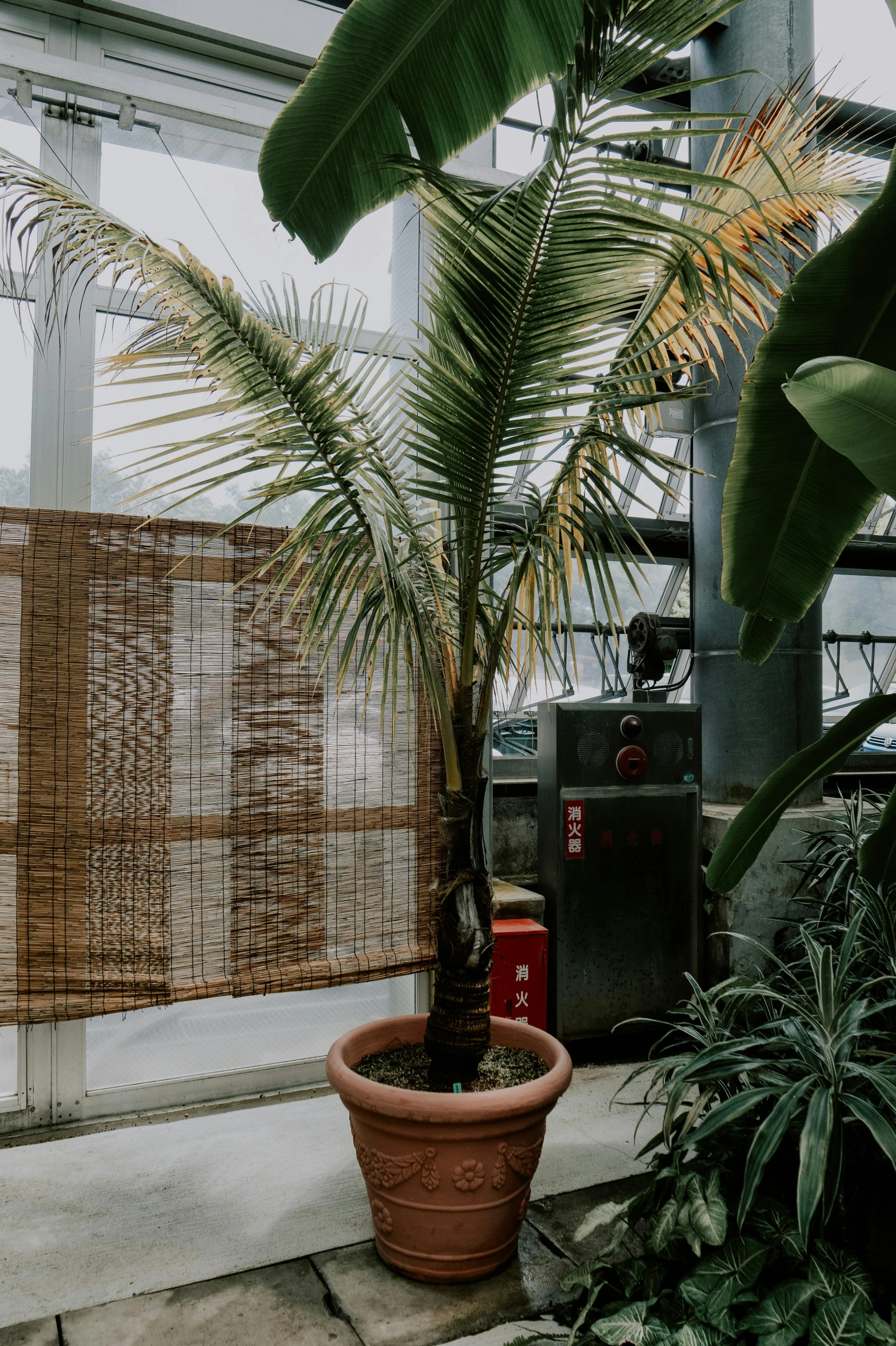 a potted palm tree sitting on the floor