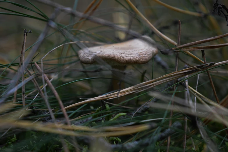 a small white mushroom in tall green grass