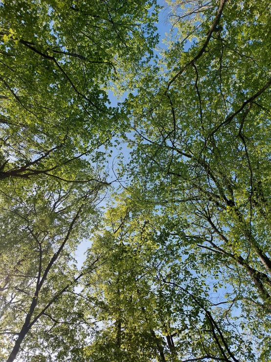 looking up at a green canopy of trees