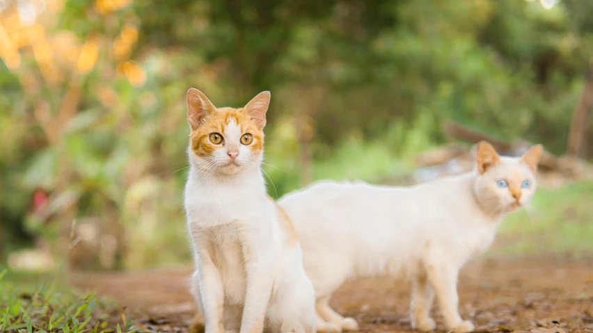 two white and orange cats sit in the grass