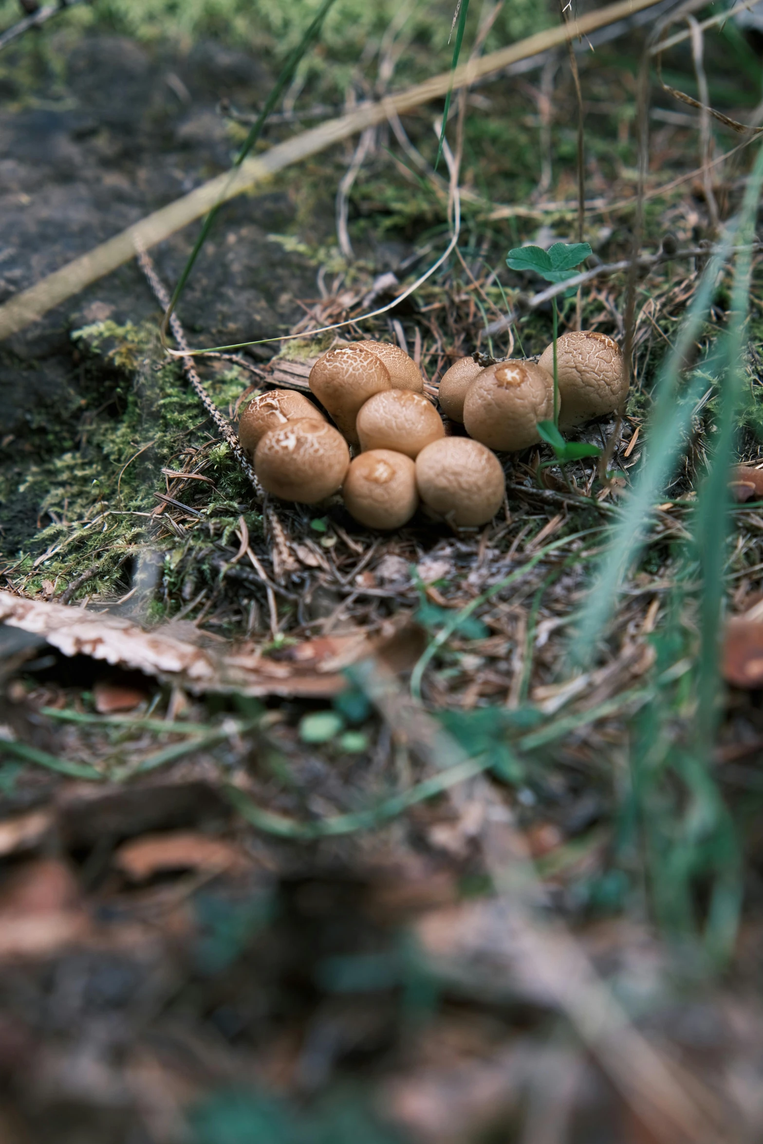 a bunch of mushrooms that are on the ground