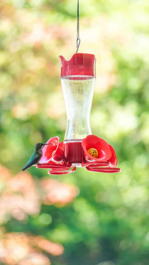 a bird feeder with flowers and water drops inside