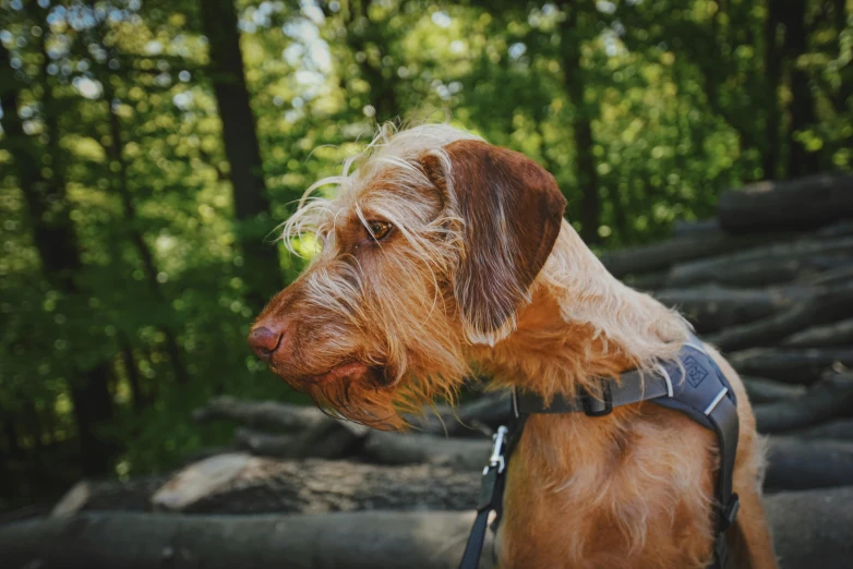 a brown and black dog with a harness on it