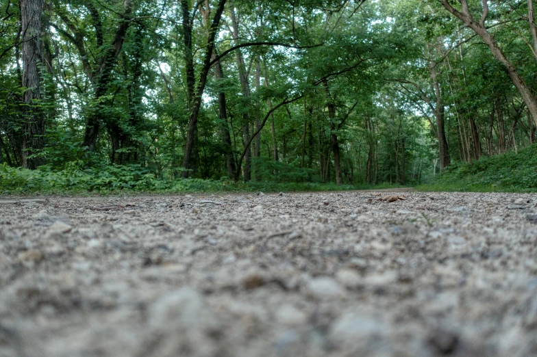 there is a dirt road that goes through the woods