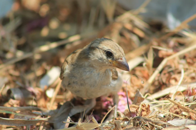 the small bird has gray feathers and is sitting on the ground