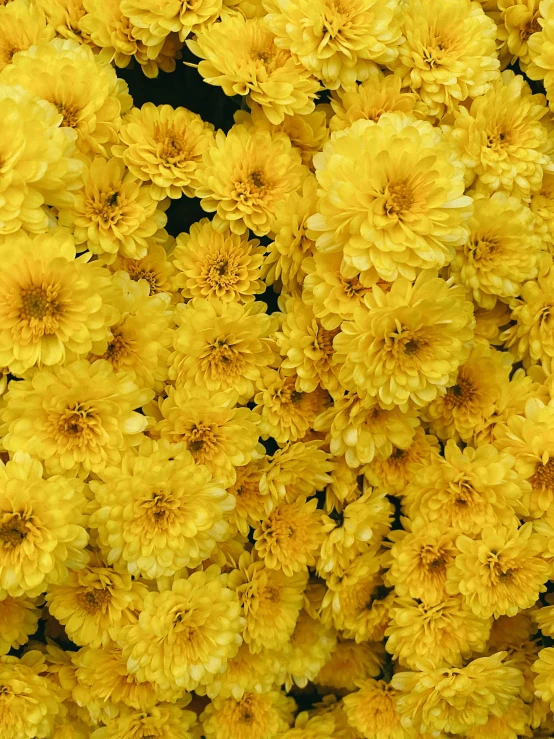 close up of flowers that are yellow and white