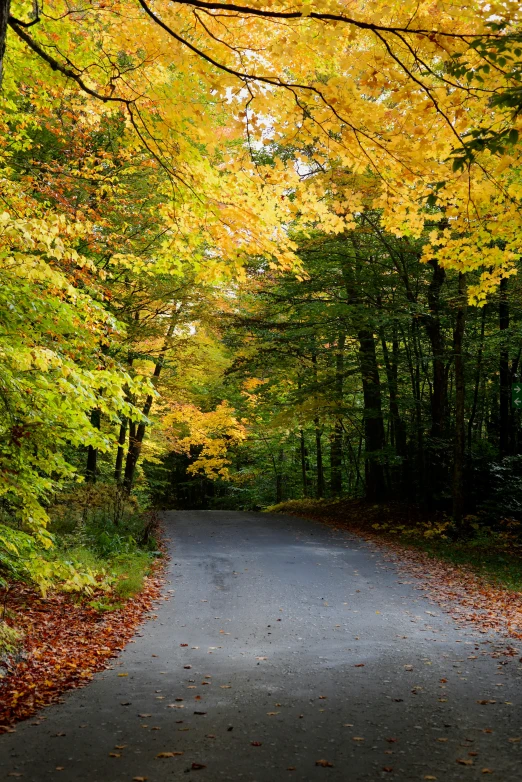 the road that goes through the trees is lined with fallen leaves