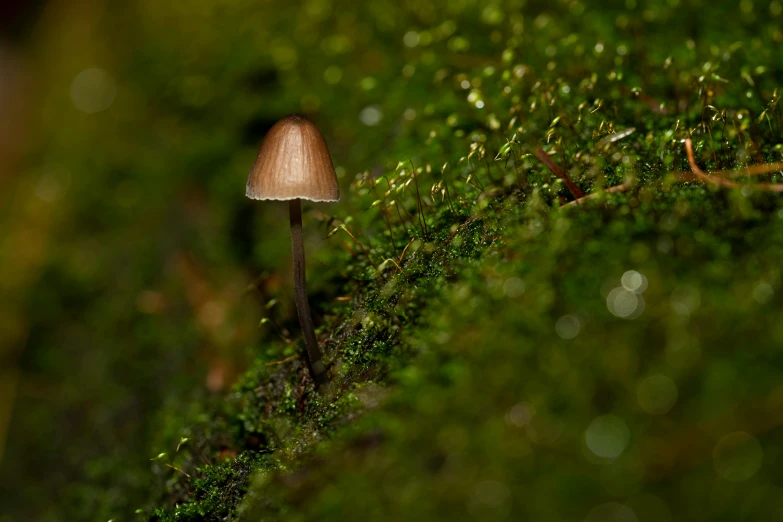 mushroom growing on moss with little white caps