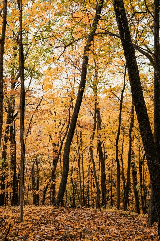 an autumn scene in the woods with lots of leaves