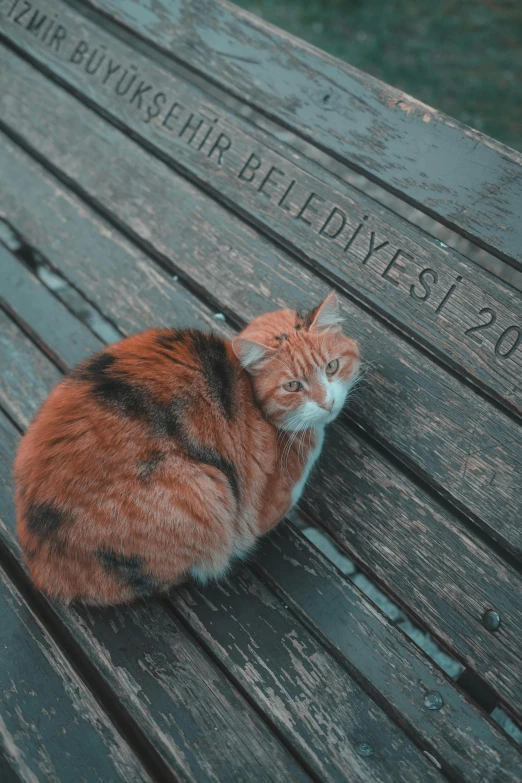 a cat is laying on the wooden bench