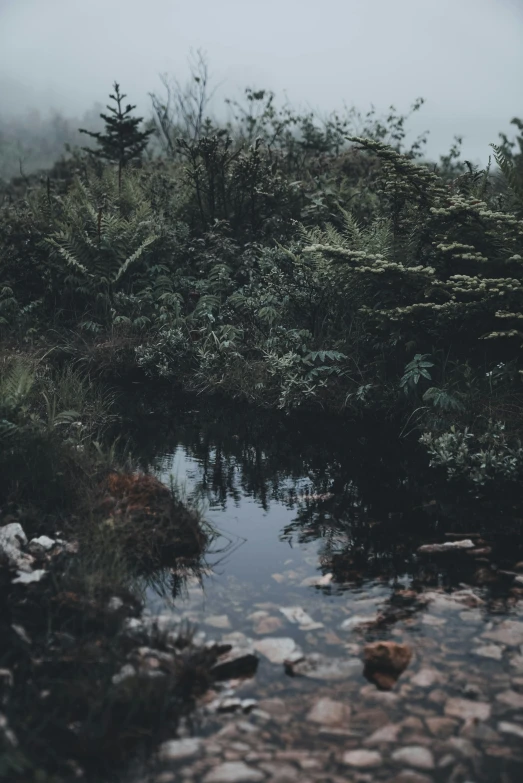 a pond surrounded by rocks and trees in a foggy day