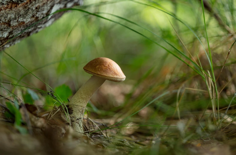 a small mushroom sits on the ground by a tree