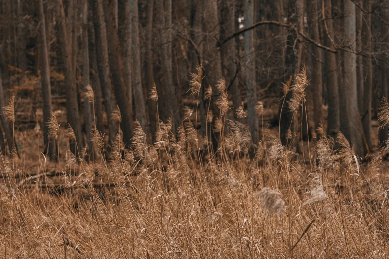 there is brown grass in front of the trees