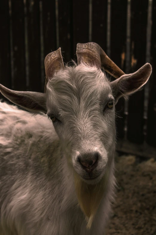 a close up view of an animal with very long horns