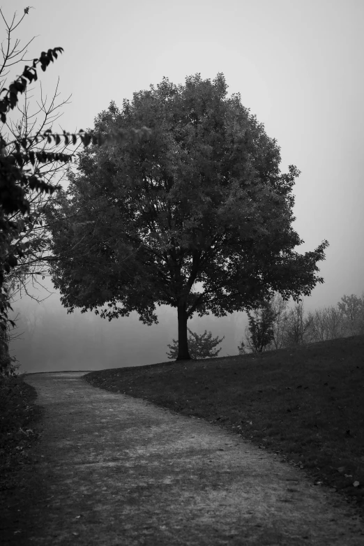 a dark and misty day at the park with fog