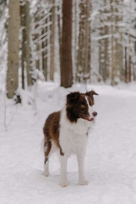 a large brown and white dog standing on top of a snow covered ground