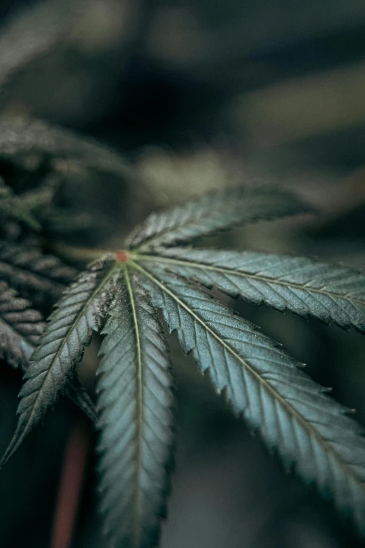 close up image of a leaf that has been turned upside down