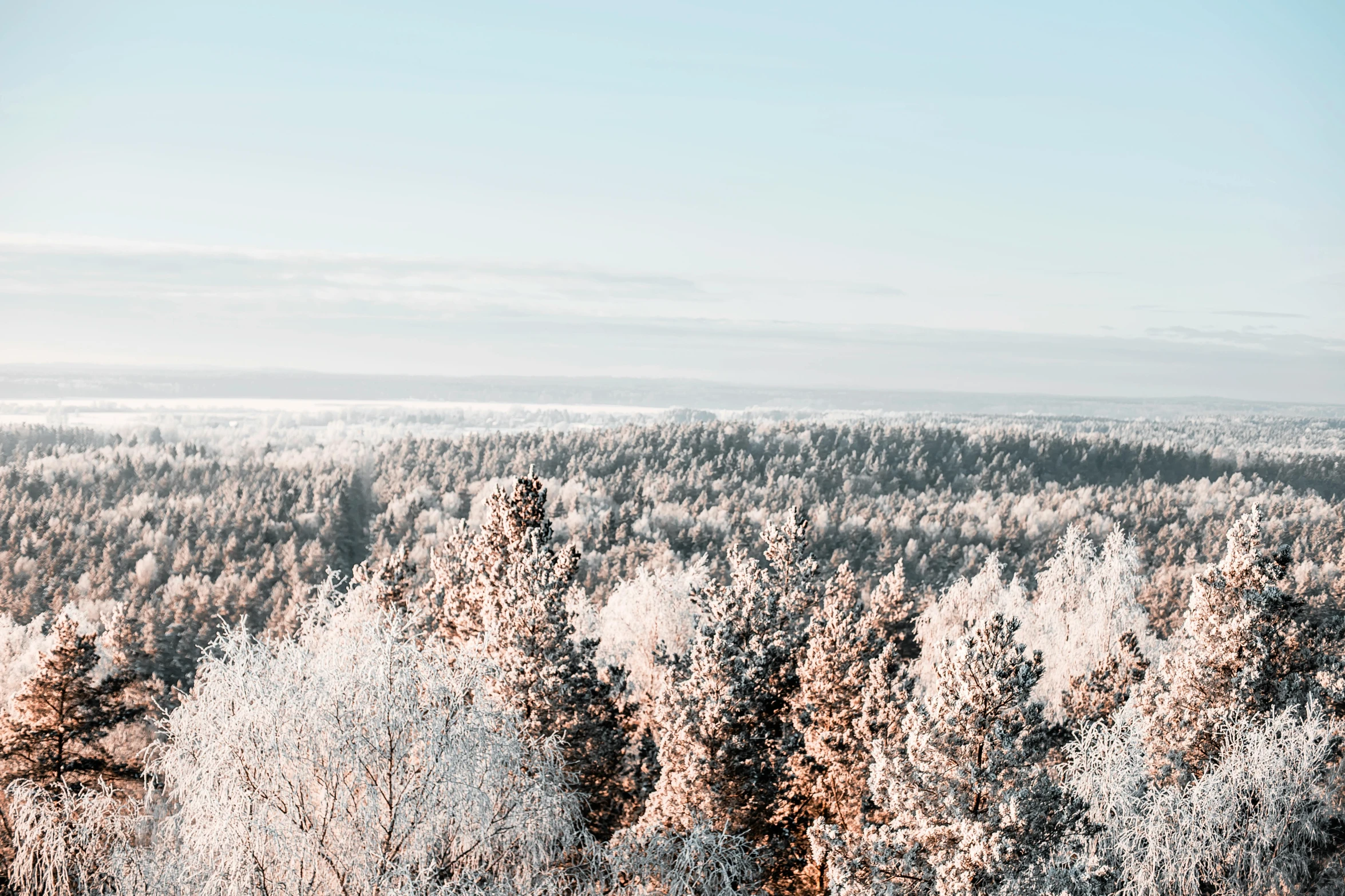 an over head view of the forest in a winter scene