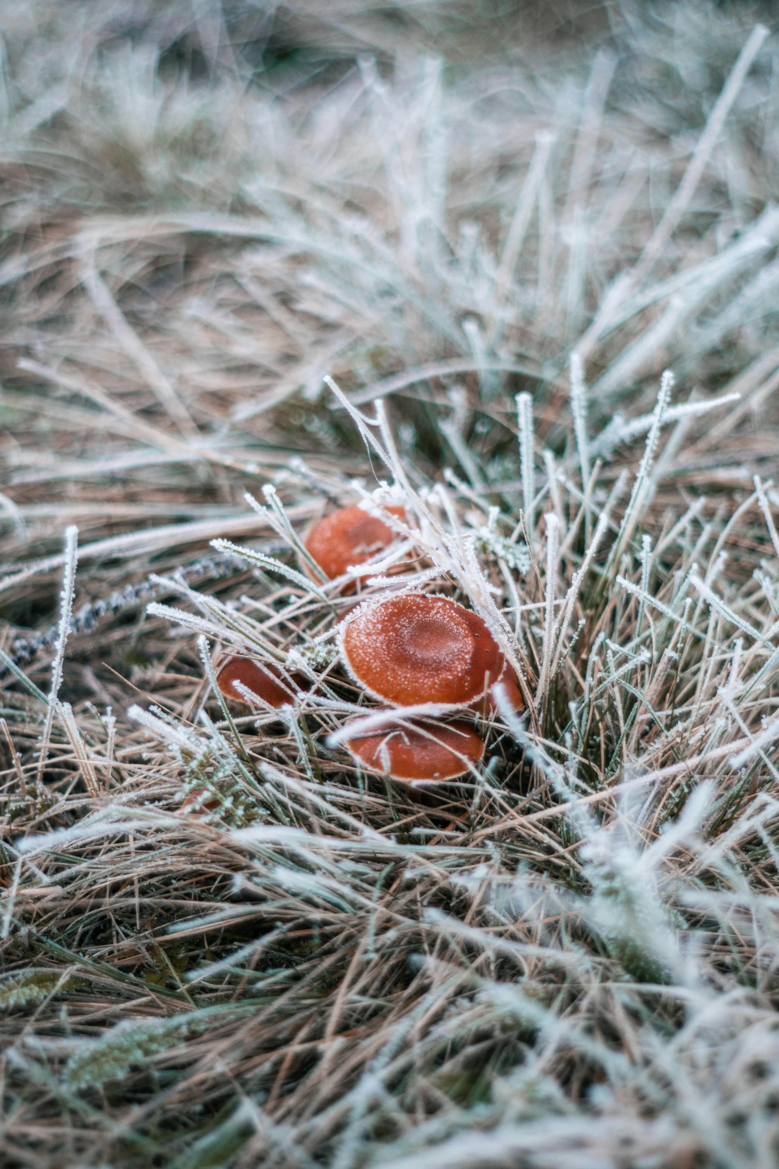 small mushrooms and leaves are sitting on the ground