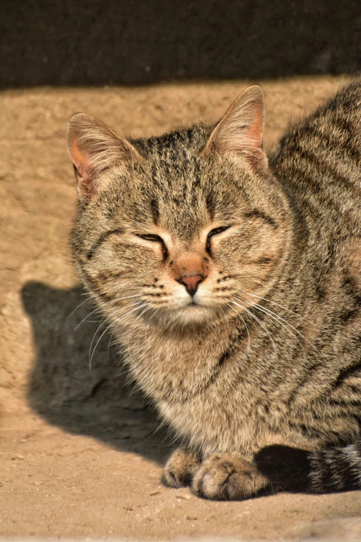 the striped cat lies down on the ground