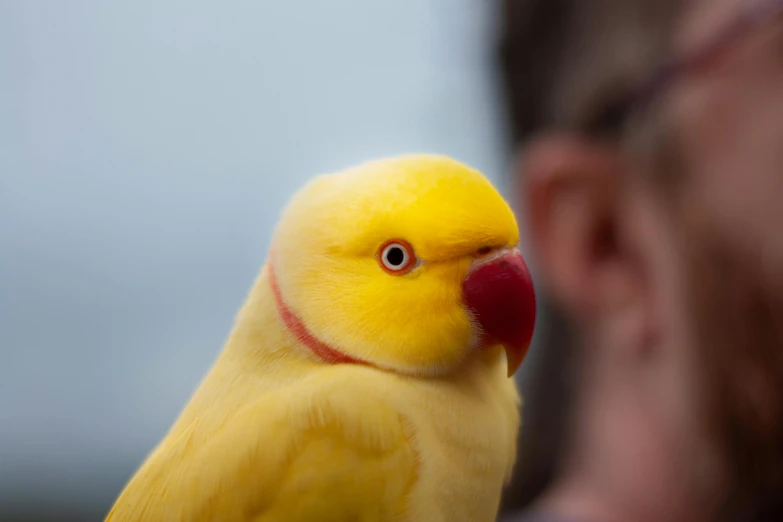 there is a bird that is sitting on the man